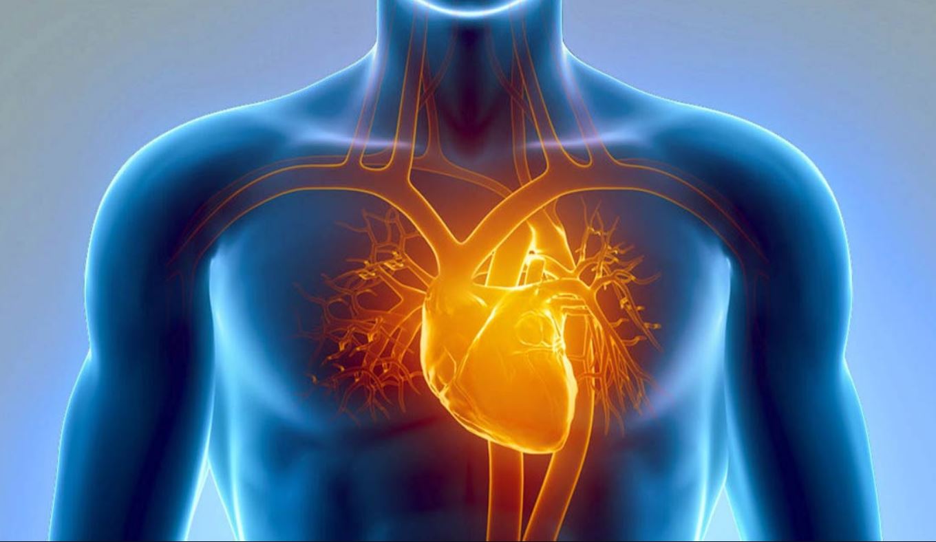 Cardiovascular System Causes Symptoms Treatment Cardiovascular System 